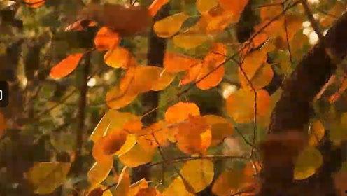 晚秋在线视频免费,免费在线视频，沉浸秋日浪漫时光